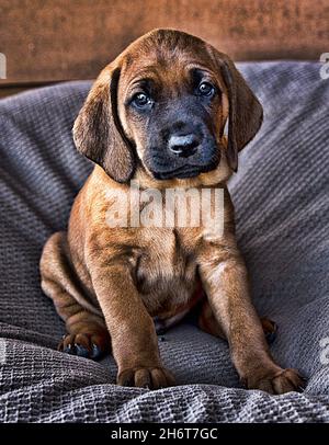 Redbone Coonhound Welpen. Stockfoto