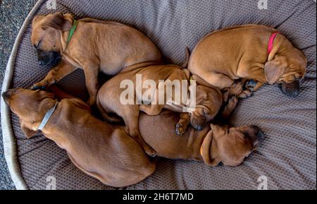 Redbone Coonhound Welpen. Stockfoto