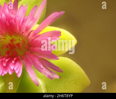 Makroansicht der isolierten Herz-Blatt-Eispflanze (Aptenia cordifolia) Blume und Blätter Stockfoto