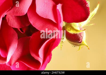 Makroansicht von isolierten roten Rosenknospen Stockfoto