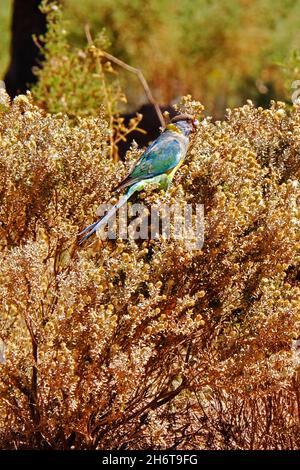 Papagei in den Flinders Ranges in Australien möglicherweise ein Mallee Ringneck (Barnardius zonarius barnardi oder Barnardius barnardi) - auch bekannt als der Malle Stockfoto