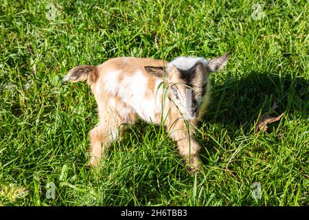 Ein braun-weißer Zwergziegenkitz aus Nigeria steht im Gras auf einem DeKalb County Scheune in der Nähe von Spencerville, Indiana, USA. Stockfoto