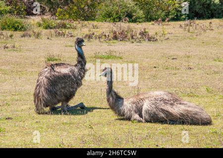 Der fluglose Emu, Dromaius novaehollandia, der zweitgrößte Vogel der Welt, im Wilsons Promontory National Park, Victoria, Australien Stockfoto