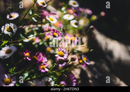 Einheimische australische Brachyscome multifida-Pflanze mit geschnittenen Blättern und weißen und rosa Blüten im Freien, aufgenommen in geringer Tiefenschärfe Stockfoto