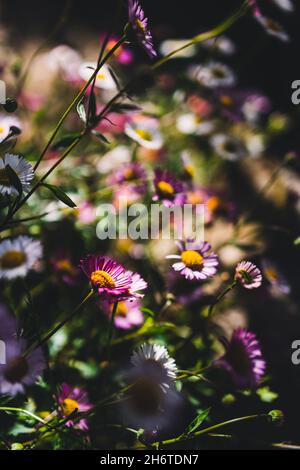 Einheimische australische Brachyscome multifida-Pflanze mit geschnittenen Blättern und weißen und rosa Blüten im Freien, aufgenommen in geringer Tiefenschärfe Stockfoto