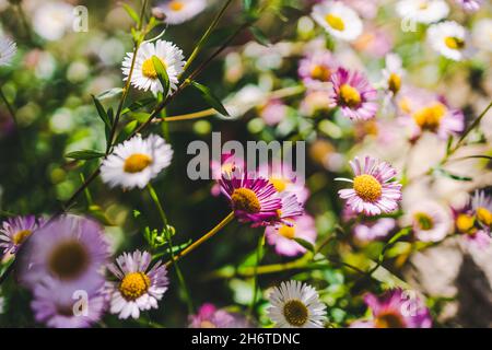 Einheimische australische Brachyscome multifida-Pflanze mit geschnittenen Blättern und weißen und rosa Blüten im Freien, aufgenommen in geringer Tiefenschärfe Stockfoto