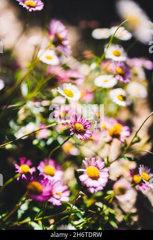 Einheimische australische Brachyscome multifida-Pflanze mit geschnittenen Blättern und weißen und rosa Blüten im Freien, aufgenommen in geringer Tiefenschärfe Stockfoto