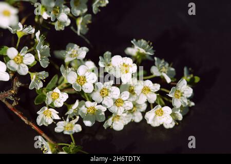 Äste mit weißen Blüten in der Frühjahrssaison auf schwarzem Hintergrund Stockfoto