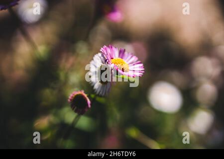 Einheimische australische Brachyscome multifida-Pflanze mit geschnittenen Blättern und weißen und rosa Blüten im Freien, aufgenommen in geringer Tiefenschärfe Stockfoto