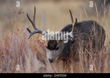 Maultier Hirschen Buck mit großem Geweih im Herbst Rut Stockfoto