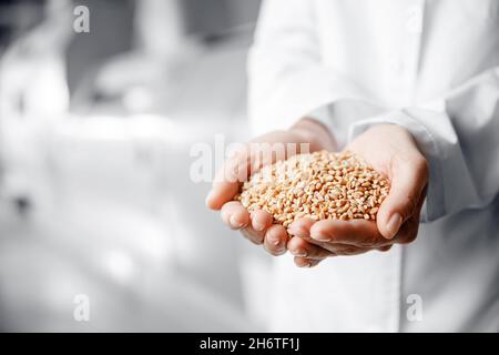 Nahaufnahme einer Frau, die Weizenkörner in der Hand hält, Fabrikingenieurin für die Qualitätskontrolle von Mühlenmehl. Stockfoto