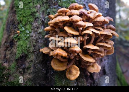 Armillaria mellea oder Honigpilze, die auf Bäumen und Gehölzen leben. Armillaria kann ein destruktiver Walderreger sein, er verursacht Wurzeldise der weißen Fäule Stockfoto