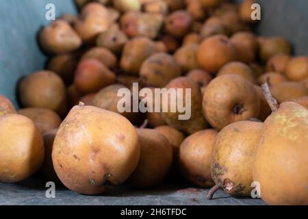 Bio-geschmorte Birnen liegen in einer eisernen Schubkarre. Sie wurden gerade abgeholt. Konzentrieren Sie sich auf die große Birne auf der linken Seite. Hintergrundbild Stockfoto