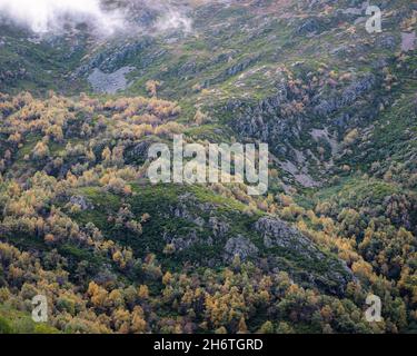 Gelbe Herbstbirken Punkten die Granitschwellen an einem Berghang im Ancares-Gebirge in Cervantes Lugo Galicia Stockfoto