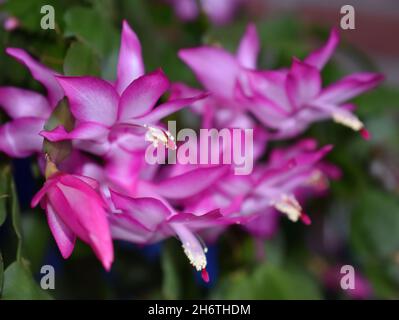 Falscher weihnachtskaktus Schlumbergera truncata mit rosa Blüten Stockfoto