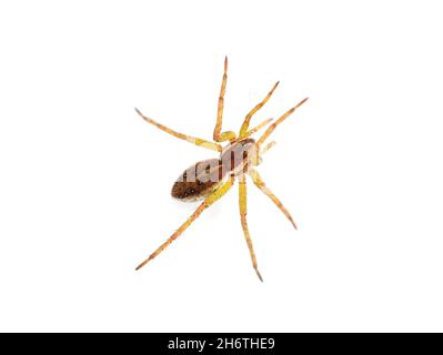 Die große Floßspinne Dolomedes fimbriatus isoliert auf weißem Hintergrund Stockfoto