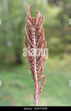 Sporenhaltiges Blatt auf Straußenfarn Pflanze matteuccia struthiopteris Stockfoto