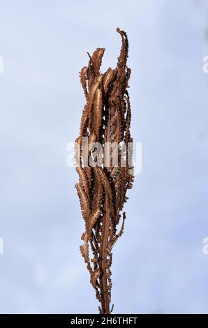 Sporenhaltiges Blatt auf Straußenfarn Pflanze matteuccia struthiopteris Stockfoto