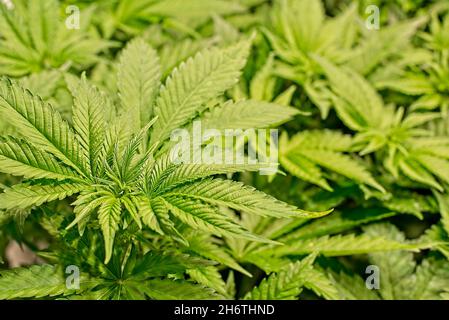 Anbau und Blüte schöner gesunder grüner Cannabispflanzen in professioneller Innenraumumgebung. Schöne große gesunde Blätter der Pflanze, die kurz vor der Blüte stehen. Stockfoto