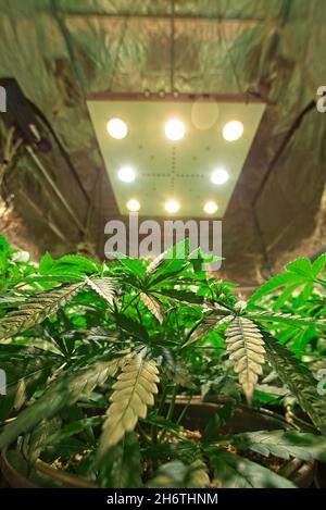 Anbau und Blüte schöner gesunder grüner Cannabispflanzen in professioneller Innenraumumgebung. Die moderne, leistungsstarke COB LED-Leuchte ist oben sichtbar. Stockfoto