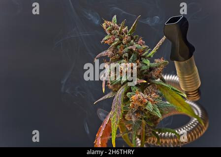 Das Konzept der Verdampfung von Cannabis wurde aufgenommen. Mundstück verdampfen und Knospe mit Rauch Pflanzen. Stockfoto