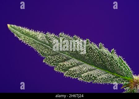 Makro-Nahaufnahme von Trichomen auf einer kleinen grünen Cannabis Indica-Pflanze, oberes Blatt auf violettem Hintergrund. Stockfoto