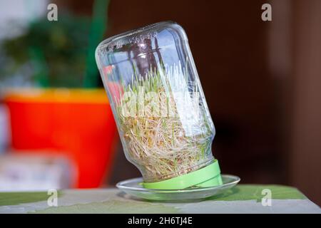 Junge gekeimt Weizen in einem Glas auf einem dunklen zu Hause mit Ähren aus Weizen. Bio-Getreide gut für Salate, gesunde Lebensmittel. Nahaufnahme Stockfoto