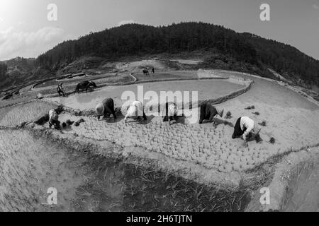 In der Reispflanzsaison in Mu Cang Chai ist wirklich schön. Die Menschen, die zur Arbeit gehen, sind mit der natürlichen Landschaft der Berge und Wälder sehr zufrieden Stockfoto