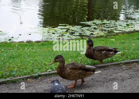 Ein paar Enten auf der Seite eines Teiches in einem Park Stockfoto