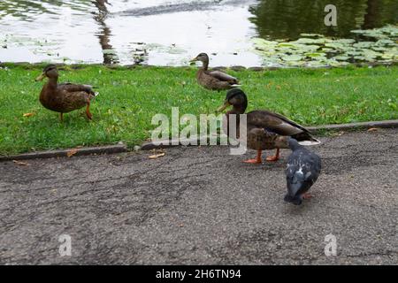 Entenschar an der Seite eines Teiches in einem Park Stockfoto