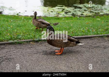 Ein paar Enten auf der Seite eines Teiches in einem Park Stockfoto