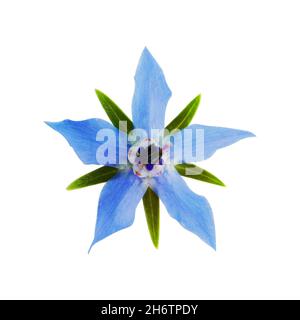 Borretsch Blume isoliert auf weißem Hintergrund. Blaue Blüten von Borage, Borago officinalis, Echium amoenum, Sternblume Stockfoto