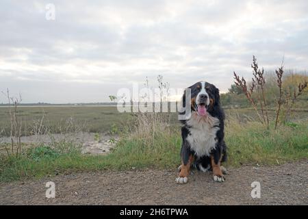 Berner Sennenhund sitzt auf dem Weg Stockfoto