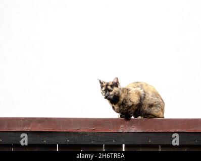 Eine Katze mit einem Auge auf einem Zaun Stockfoto