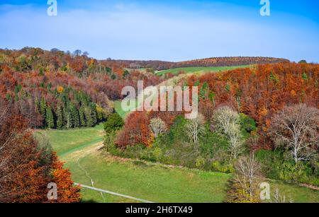 Bäume im Wald und Wald mit Herbstfarben (Herbst) Mitte November im Arundel Park in den South Downs, West Sussex, Großbritannien. Britische Landschaft Stockfoto