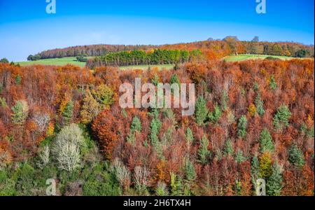Bäume im Wald und Wald mit Herbstfarben (Herbst) Mitte November im Arundel Park in den South Downs, West Sussex, Großbritannien. Britische Landschaft Stockfoto
