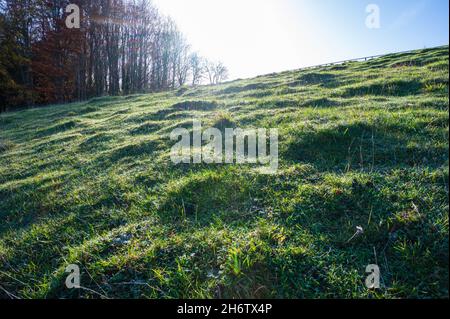 Erde oder Gras Buckel, welliger Boden oder Grashügel bedeckt von morgendlichen Frost und nassem Tau im Herbst, auf einem grasbewachsenen Feld auf dem Land, Großbritannien. Stockfoto