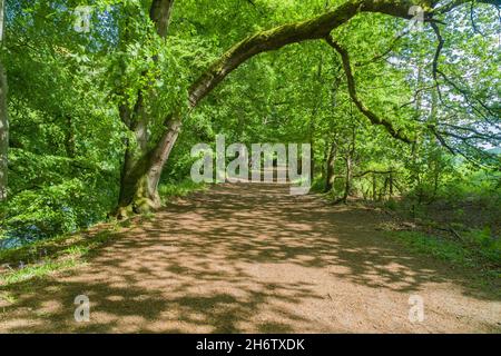 Waldweg mit überhängendem Oak Bough am Ufer des Flusses Tay, Dunkeld Perthshire Schottland Großbritannien. Juni 2021 Stockfoto