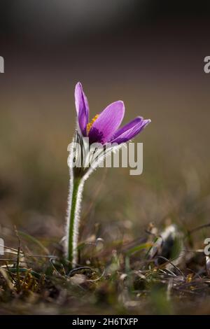 Gewöhnliche Kuhschelle, Pulsatilla vulgaris, Pasquenblüte Stockfoto