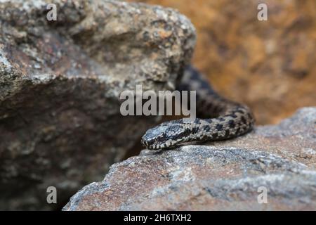 Kreuzotter, Vipera berus, gemeinsame europäische Adder Stockfoto