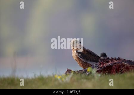 Rohrweihe - Maennchen, Circus aeruginosus, Eurasische Marschweihe - männlich Stockfoto