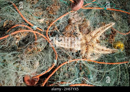 Grüne Fischernetze mit orangefarbenem Seil schaffen eine schöne Kulisse am Atlantischen Ozean, Portugal Stockfoto