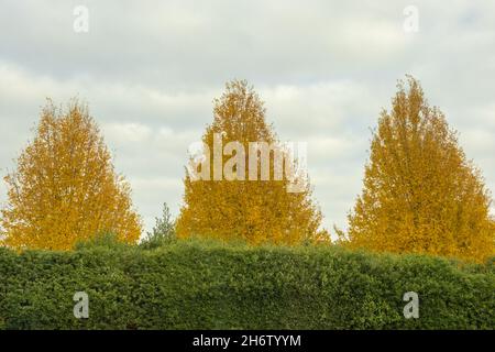 Trio von Bäumen im Herbst gelbe Farbanzeige vor grau melanteweise wolkigen Himmel Hintergrund und immergrünen Vordergrund. Garden, Bedfordshire, England. Stockfoto