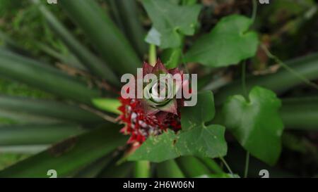 Ansicht von oben auf eine unreife Ananaskrone, die wächst Stockfoto