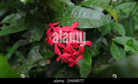 Nahaufnahme einer rosa Farbe Jungle Flame Blume Cluster, diese Pflanze als Zierpflanze im Garten gepflanzt Stockfoto