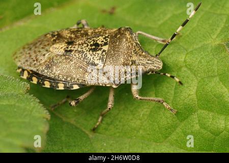 Nahaufnahme eines Erwachsenen der grau melierten Schildwanzen, Rhaphigaster nebulosa auf einem grünen Blatt Stockfoto