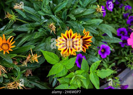 Garten mit gelben Gazania rigens o Gazania erstrahlen auf grünen Blättern Stockfoto