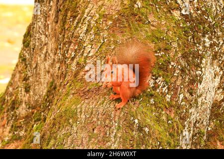 Eurasisches rotes Eichhörnchen klettert auf den Baum
