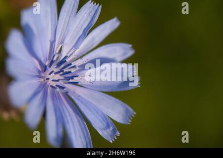 Konzentrieren Sie sich auf die Zichorienblüte Stockfoto