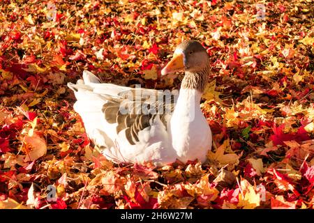 Nahaufnahme einer Greylag-Gans, die im Sonnenschein auf einem Bett aus bunten Herbstblättern liegt. Stockfoto